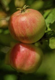 Image result for Akane Apple Tree