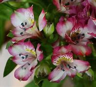 Image result for Cuti Flowers