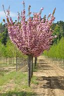 Image result for Prunus serrulata Kanzan