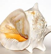Image result for Quahog Shell