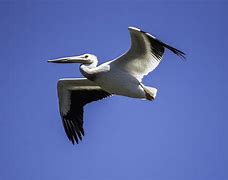 Image result for Pelican Flying