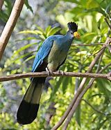 Image result for Blue Turaco