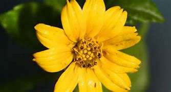 Image result for Small Flower Images to Print