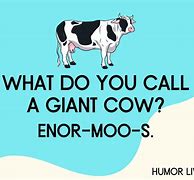 Image result for Bad Cow Jokes