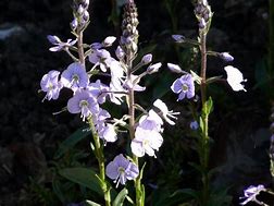 Image result for Veronica gentianoides Pallida