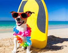 Image result for Funny Dog Sunglasses