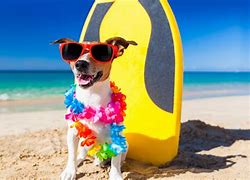 Image result for Dog with Sunglasses Wallpaper