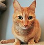 Image result for Funny Male Cat Names