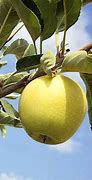 Image result for Golden Apple Fruit Tree