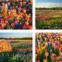 Image result for Print of Texas Wildflowers