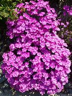 Image result for Dianthus Whatfield Magenta