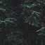 Image result for iPhone Forest Backgrounds 11 Pro