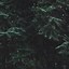 Image result for Forest iPhone 11-Screen