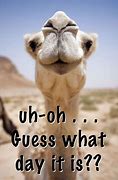 Image result for Hump Day Animals