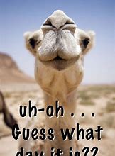 Image result for Funny Happy Hump Day Office