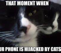 Image result for Meme Cat See Phone