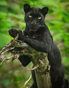 Image result for Black Panther with Zookeeper