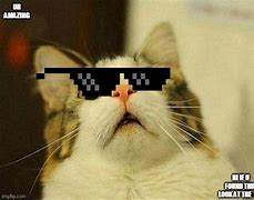 Image result for Cat Wearing Glasses Meme