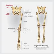 Image result for Skeleton Arms and Legs