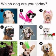 Image result for Dog Images How Do You Feel Today