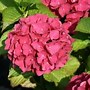 Image result for HYDRANGEA MACR. RED BARON
