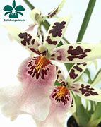 Image result for Neo Wilsonia Hybrid