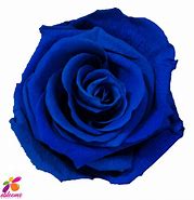 Image result for Dobla Rose 2D Large