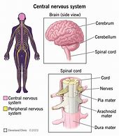 Image result for Central Nervous System Function
