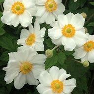 Image result for Anemone hybrida (x) Coupe d Argent