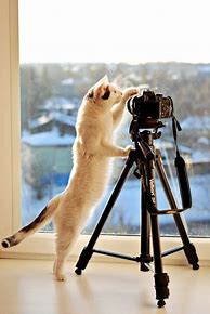 Image result for Cat Holding Camera