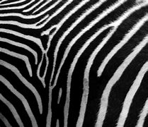 Image result for Zebra Mobile Printer Accessories