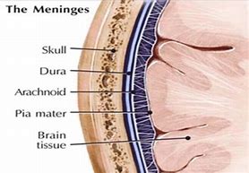 Image result for Brain and Dura