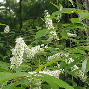 Image result for Black Cherry Tree Blooms