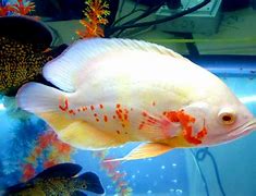 Image result for white fish