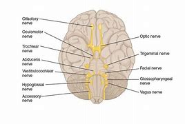 Image result for Brain Anatomy and Functions
