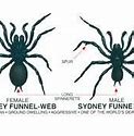 Image result for Male and Female Sydney Funnel Web Spider