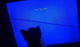 Image result for No Signal Cat