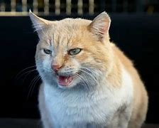 Image result for Cat Says No