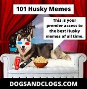 Image result for Grumpy Husky Meme