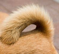 Image result for Snap Dog Tail