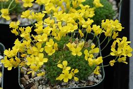 Image result for Draba rigida