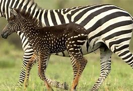 Image result for baby zebra