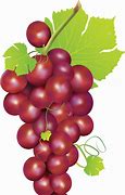 Image result for Grapes On Vine Clip Art