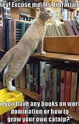 Image result for Book Cat Meme