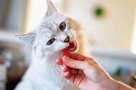 Image result for How to Make Homemade Cat Treats