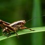 Image result for Cricket Insect Jumping