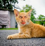 Image result for Cat with Human Nose Meme