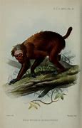 Image result for co_to_za_zoological_society_of_london