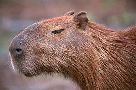 Image result for capibara
