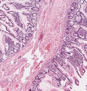 Image result for Tissue Cell